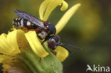 Heideviltbij (Epeolus cruciger)