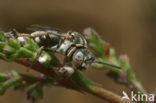 Heideviltbij (Epeolus cruciger)