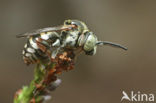 Heideviltbij (Epeolus cruciger)