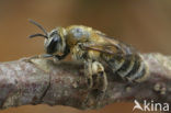 Heidezandbij (Andrena fuscipes) 