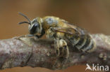 Yellow-legged mining bee (Andrena fuscipes)