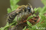 Heidezandbij (Andrena fuscipes) 