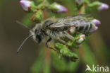 Heidezandbij (Andrena fuscipes) 