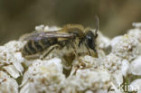 Heidezandbij (Andrena fuscipes) 