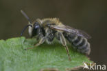 Heidezandbij (Andrena fuscipes) 