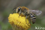 Heidezijdebij (Colletes succinctus)