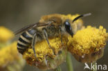 Heidezijdebij (Colletes succinctus)