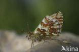 Herdersparelmoervlinder (Boloria pales)