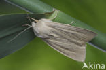 Herfst-rietboorder (Rhizedra lutosa)