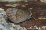 Autumn Ringlet (Erebia neoridas)