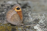 Autumn Ringlet (Erebia neoridas)