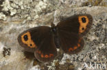 Autumn Ringlet (Erebia neoridas)