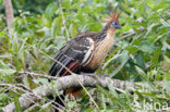 Hoatzin (Opisthocomus hoazin)