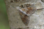 Pine Carpet (Thera firmata)
