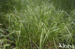 Cyperus Sedge (Carex pseudocyperus)