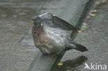 Wood Pigeon