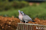 Houtduif (Columba palumbus)