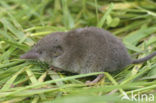 Huisspitsmuis (Crocidura russula)