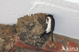 Common House-Martin (Delichon urbicum)