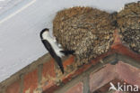 Huiszwaluw (Delichon urbicum) 