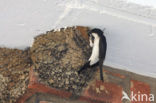 Common House-Martin (Delichon urbicum)