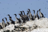 Guanay Cormorant (Phalacrocorax bougainvillii) 