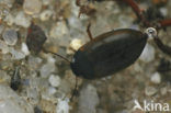 Hydroporus planus