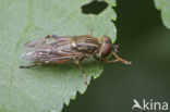 Ingesnoerde waterzwever (Anasimyia contracta)