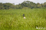 Jabiroe (Jabiru mycteria)