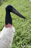 Jabiroe (Jabiru mycteria)