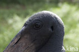 Jabiroe (Jabiru mycteria)