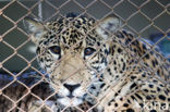 Jaguar (Panthera onca) 