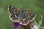 Red Underwing Skipper (Spialia sertorius)