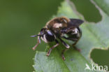Microdon devius