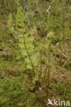 Kamvaren (Dryopteris cristata)