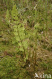 Crested Buckler-fern (Dryopteris cristata)