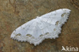 Lace Border (Scopula ornata)