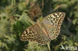 Cardinal (Argynnis pandora)