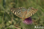 Cardinal (Argynnis pandora)