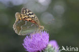 Kardinaalsmantel (Argynnis pandora)