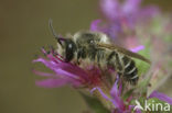 Kattenstaartdikpoot (Melitta nigricans)