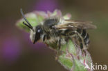 Kattenstaartdikpoot (Melitta nigricans)