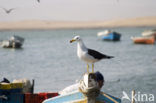 Southern black-backed gull