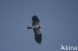 Lapwing (Vanellus vanellus)