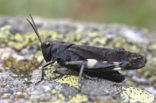 Klappersprinkhaan (Psophus stridulus) 