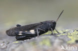 Klappersprinkhaan (Psophus stridulus) 