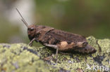 Klappersprinkhaan (Psophus stridulus) 