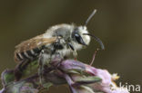 Klaverdikpoot (Melitta leporina) 