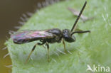 Kleigroefbij (Lasioglossum pauxillum)