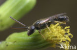 Kleigroefbij (Lasioglossum pauxillum)